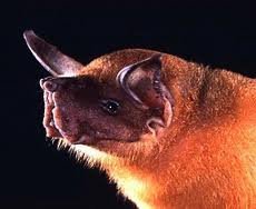 Greater bulldog bat