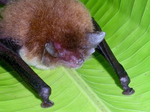 Spix's disk-winged bat