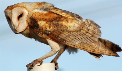 Tyto alba