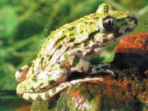Common Parsley Frog