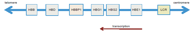 β-Globin Gene Cluster