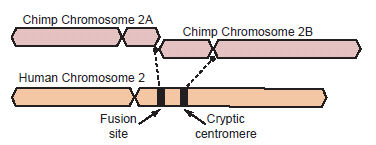 Hypothetical Fusion Scenerio