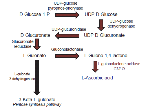 Biochemical pathway