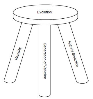 Three Legged Stool