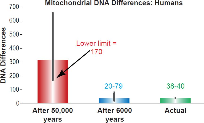 Mitochondrial DNA Differences: Humans