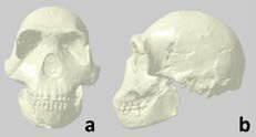 Homo naledi skull 3D mesh image