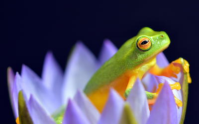 Initial Amphibian Molecular Baraminology Based on Analysis of the Mitochondrial Genome and Genome Size