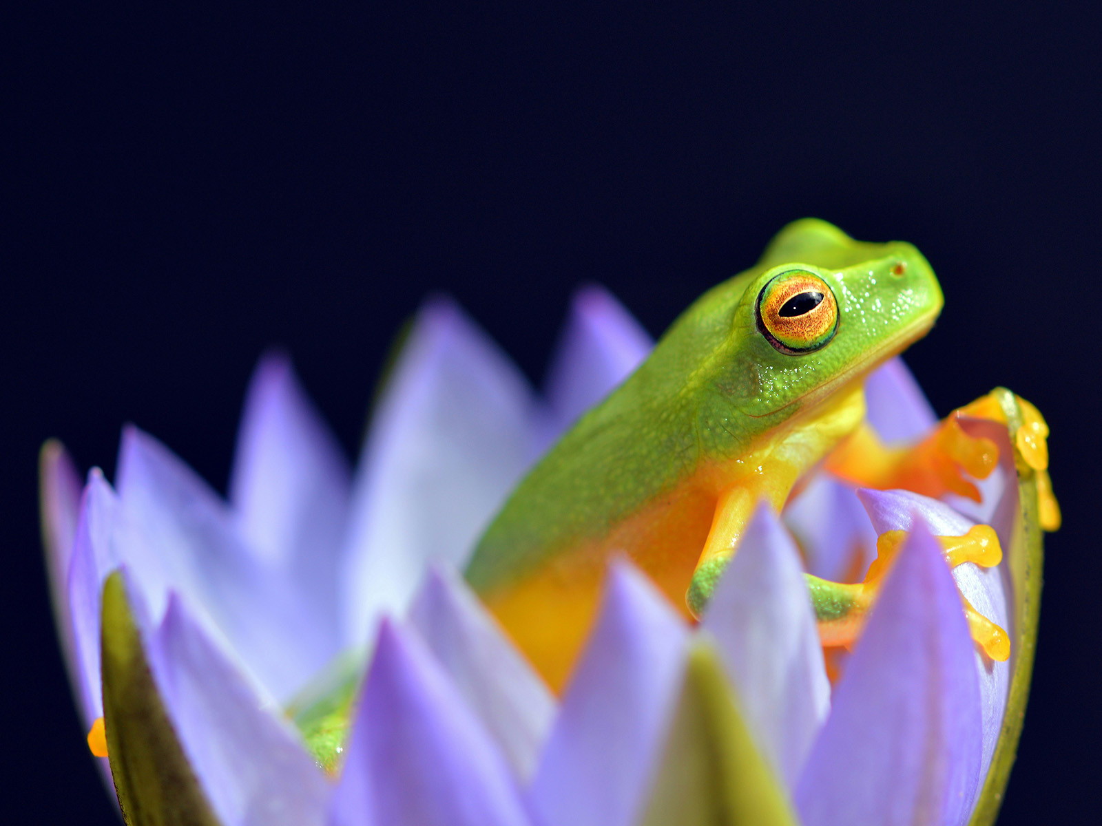 Initial Amphibian Molecular Baraminology Based on Analysis of the Mitochondrial Genome and Genome Size