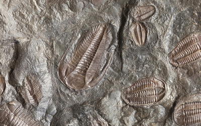 Lagerstätten: Where Creationist and Secular Studies Coincide