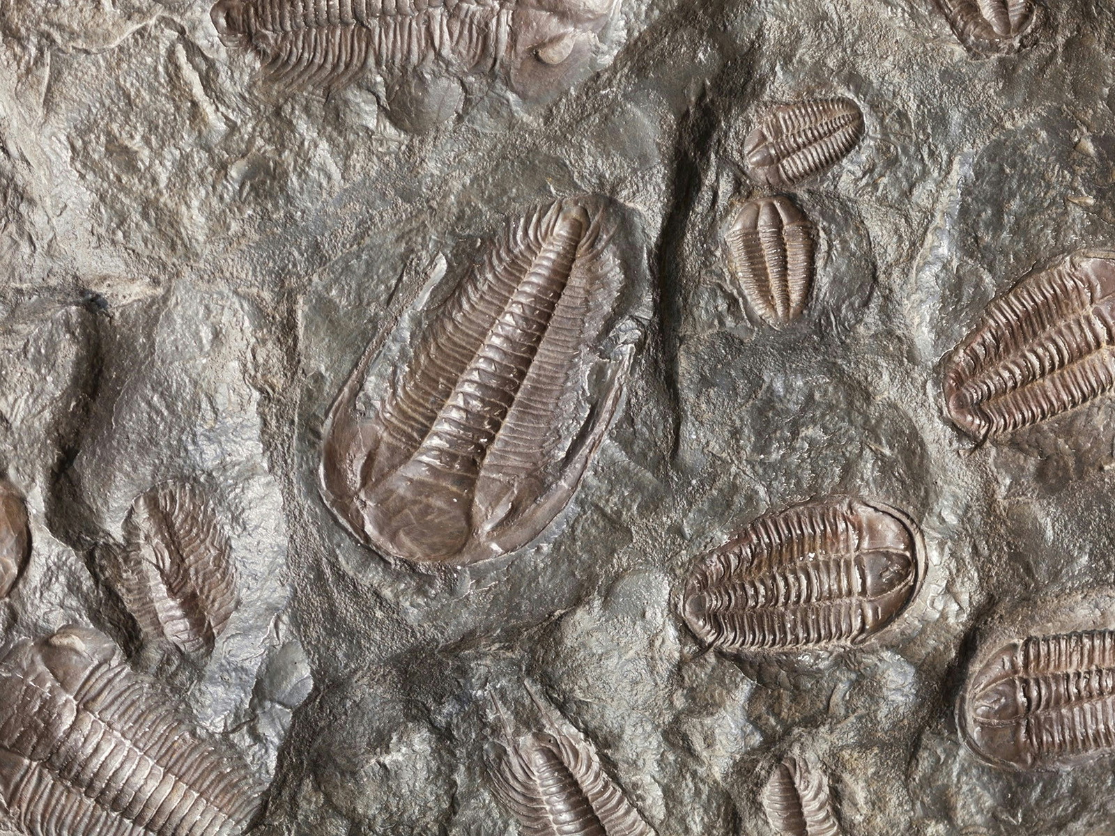 Lagerstätten: Where Creationist and Secular Studies Coincide