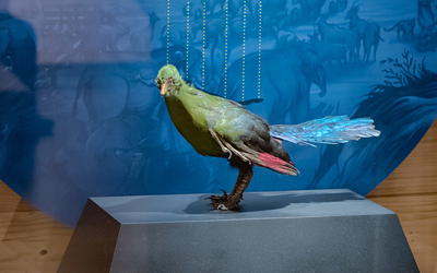 Reply to the “Response to ‘The Debate over Classification of Archaeopteryx as a Bird’”