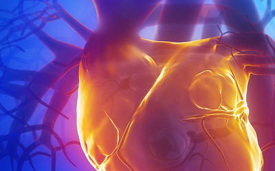 Heart Evolution: The Four Heart Types Are Unbridgeable by Evolution