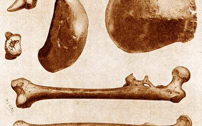 Java Man: A Creature Between Apes and Humans, an Extinct Ape, or a Primitive Man?