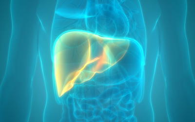 Liver Evolution Claims Fail