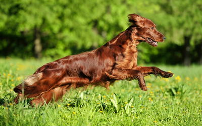 Genetics of Coat Color I