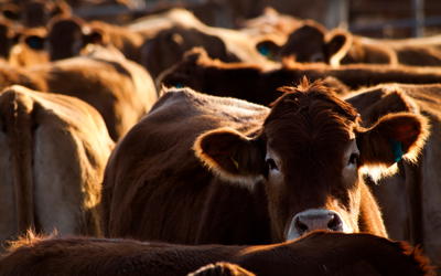 Karyotype Variability within the Cattle Monobaramin