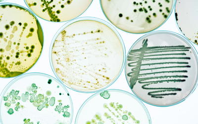Proceedings of the Microbe Forum, June 2007