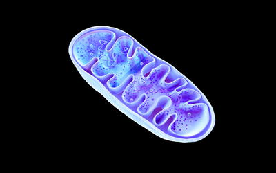 Response to “On the Creationist View on mtDNA”