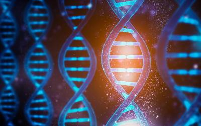 Reply to “Response to ‘On the Creationist View on mtDNA’.”
