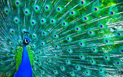 The Origin of Beauty: Contrasting the Handicap Hypothesis and Design Theory