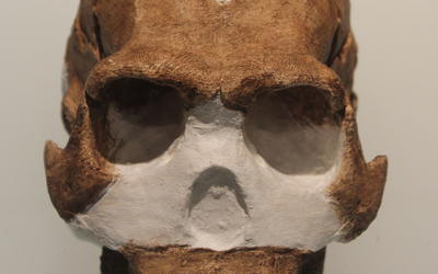 Rebuttal to “Reply to O’Micks Concerning the Geology and Taphonomy of the Homo naledi Site” and “Identifying Humans in the Fossil Record: A Further Response to O’Micks”