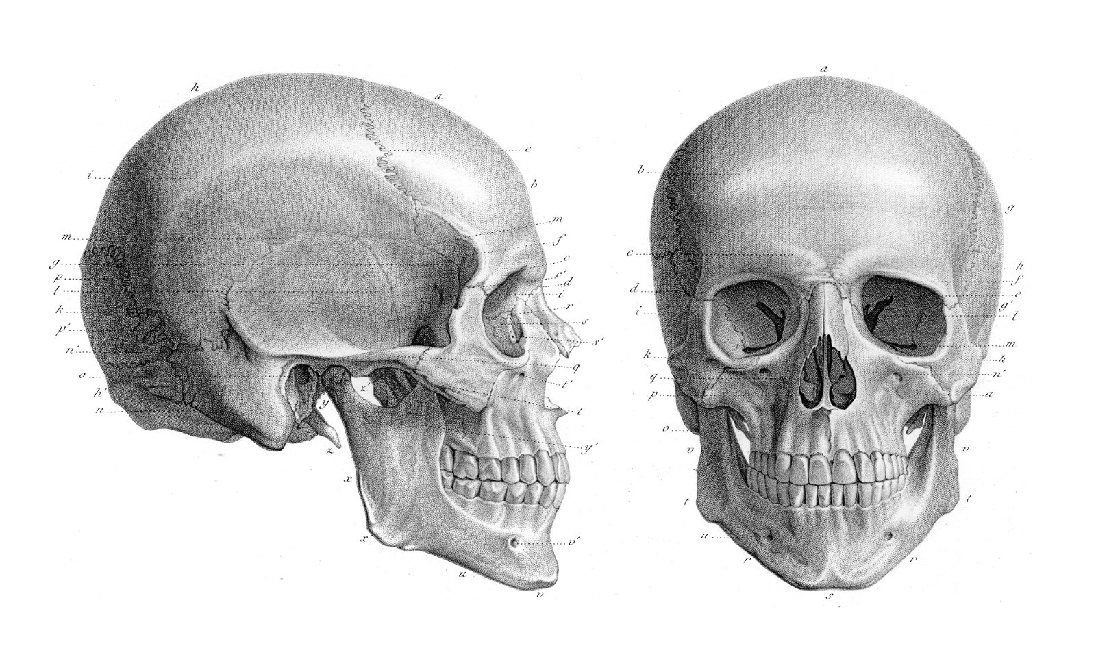 Череп человека в профиль,сзади и спереди