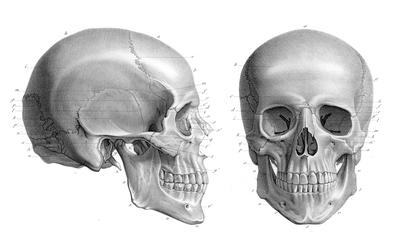 Likely Discontinuity Between Humans and Non-Human Hominins Based on Endocranial Volume and Body Mass with a Special Focus on Homo naledi—A Short Analysis