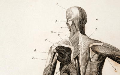 Biblical Integration in Anatomy and Physiology: A Design Approach