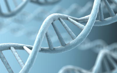 Comparison of 18,000 De Novo Assembled Chimpanzee Contigs to the Human Genome Yields Average BLASTN Alignment Identities of 84%