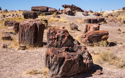 Fossil Grove and other Paleozoic Forests as Allochthonous Flood Deposits