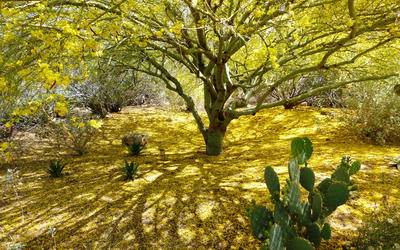 A Light and Electron Microscopic Study of the Palo Verde Tree of the Desert Southwest