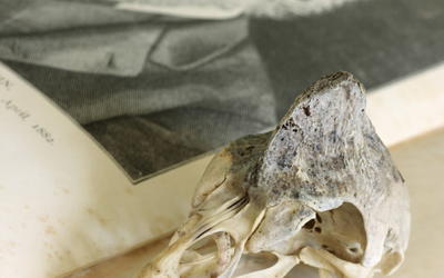 Refuting Dubious Claims Regarding Natural Selection