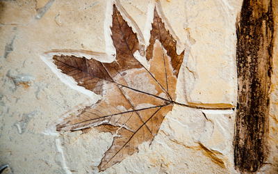 The Challenge of Fossil Forests for Creationist Research