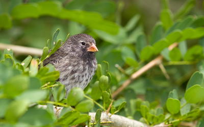 Responding to Lightner’s Comments on Natural Selection: Points of Agreement and Disagreement