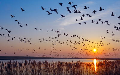 It’s for the Birds: Avian Fine-Tuning of Flood Chronology