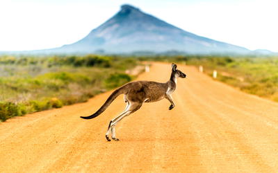 To the Ark, and Back Again? Using the Marsupial Fossil Record to Investigate the Post-Flood Boundary: A Reply