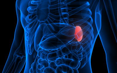 The Spleen, Once Regarded as Vestigial, Now Recognized as a Critically Important Organ