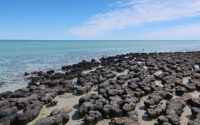 Using Stromatolites to Rethink the  Precambrian-Cambrian Pre-Flood/Flood Boundary