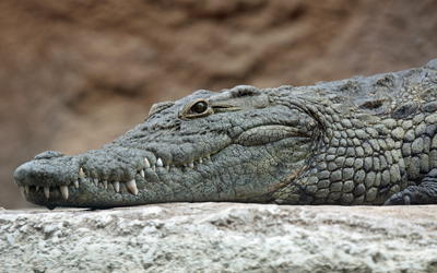 Baraminic Analysis of Crocodylia Based on Mitochondrial DNA Similarity
