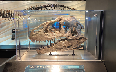 Description and Analysis of an Allosaurus fragilis (Dinosauria: Theropoda) Skull