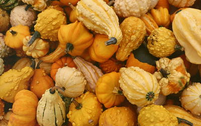 Baraminology of Cucurbitaceae Based on Chloroplast Genome Analysis