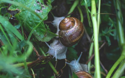 Mollusk Shell Not the Product of Time and Chance But of Design