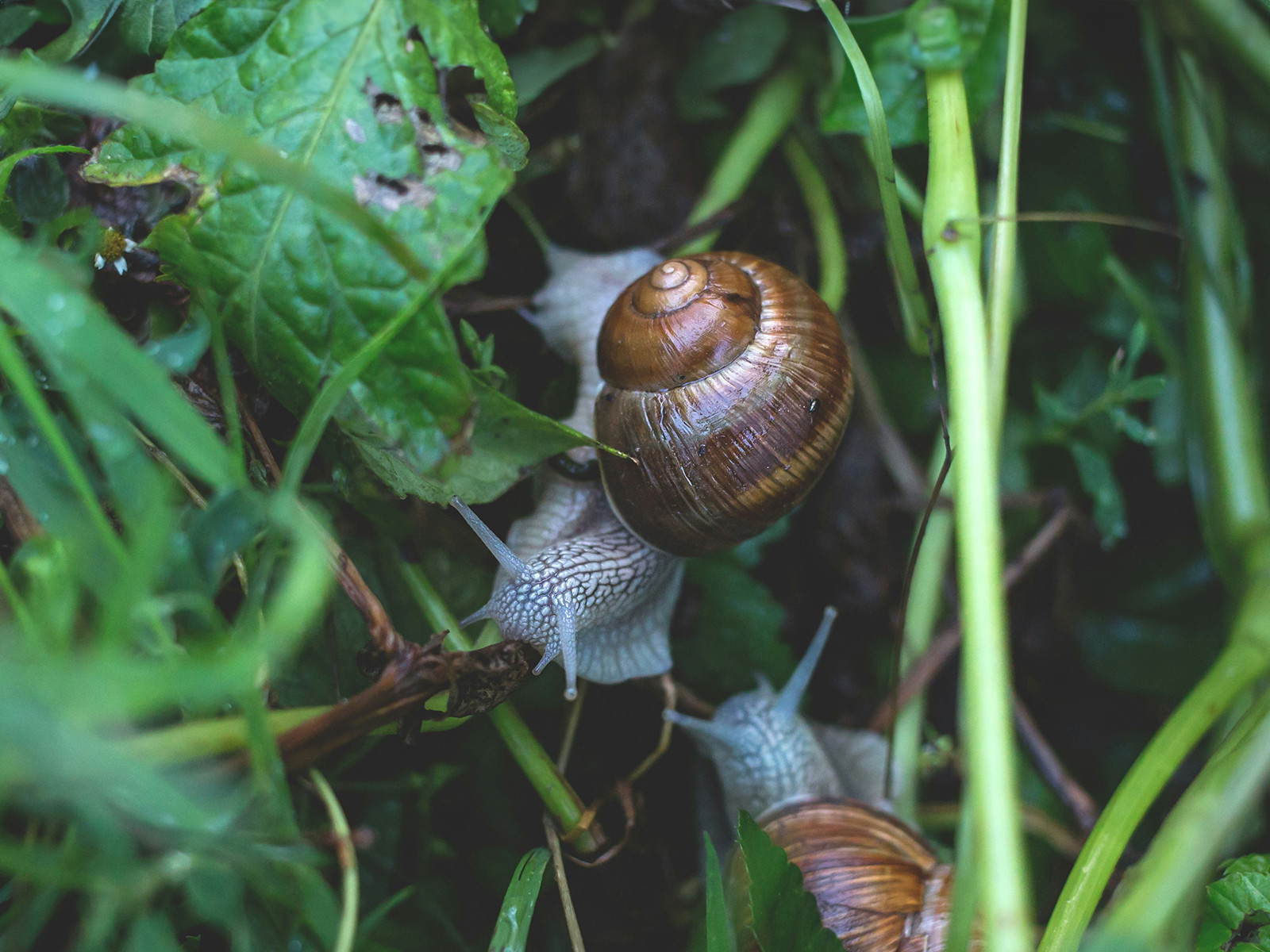 Mollusk Shell Not the Product of Time and Chance But of Design