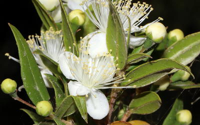 Chloroplast Genome-Based Baraminology of the Order Myrtales