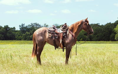 Were Horses Designed to Be Ridden?