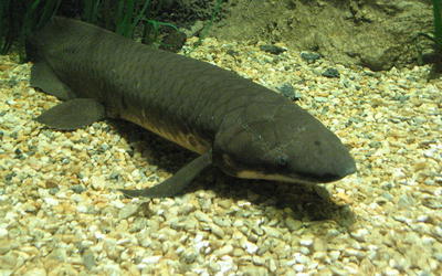 Lungfishes—Transitional Species, Fish, Amphibian, or Something Else?