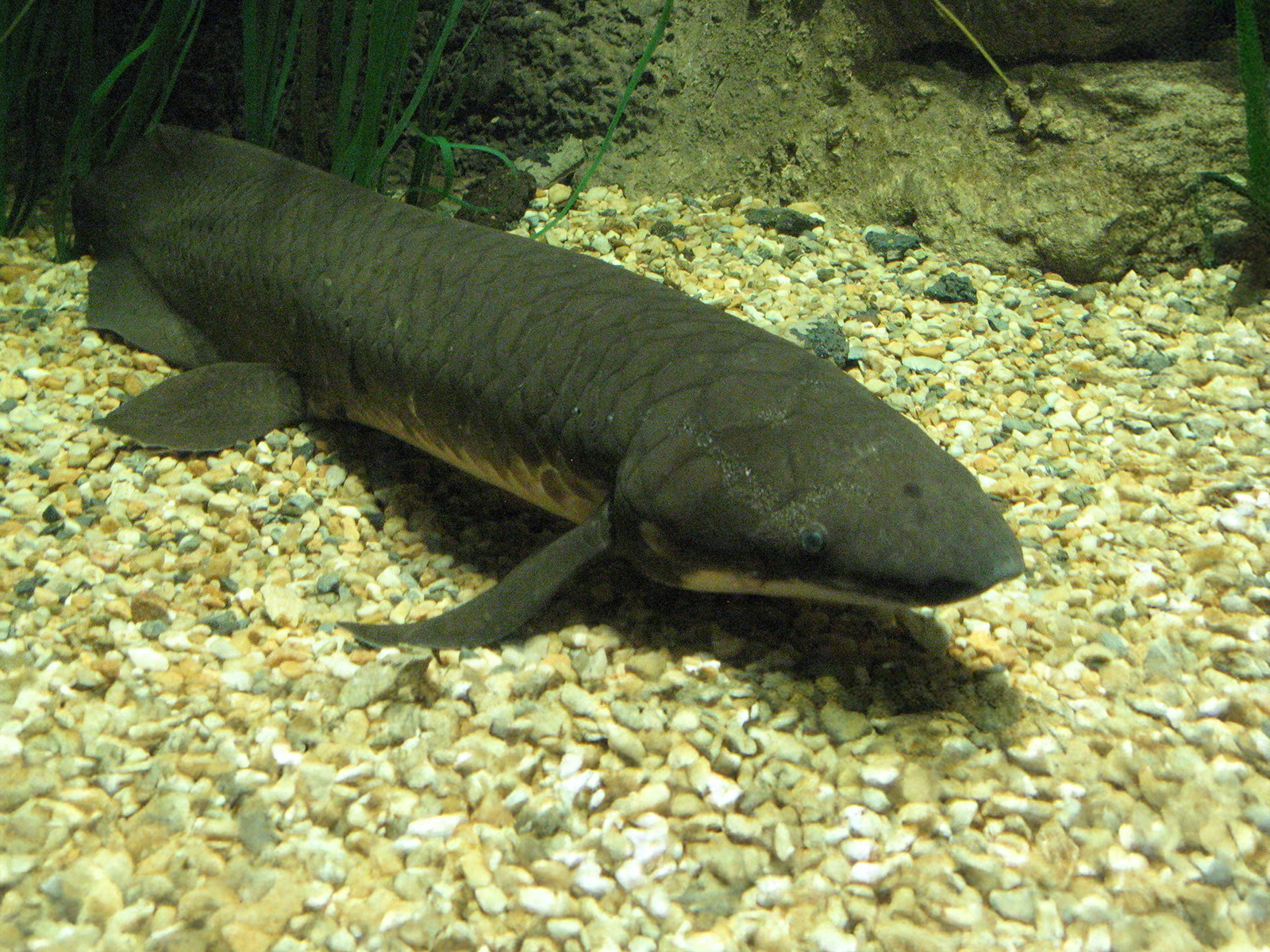 Lungfishes—Transitional Species, Fish, Amphibian, or Something Else?