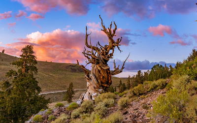 A Simulation of the 8,000-year Bristlecone Pine Dendrochronology Using Post-Flood Virtual Trees