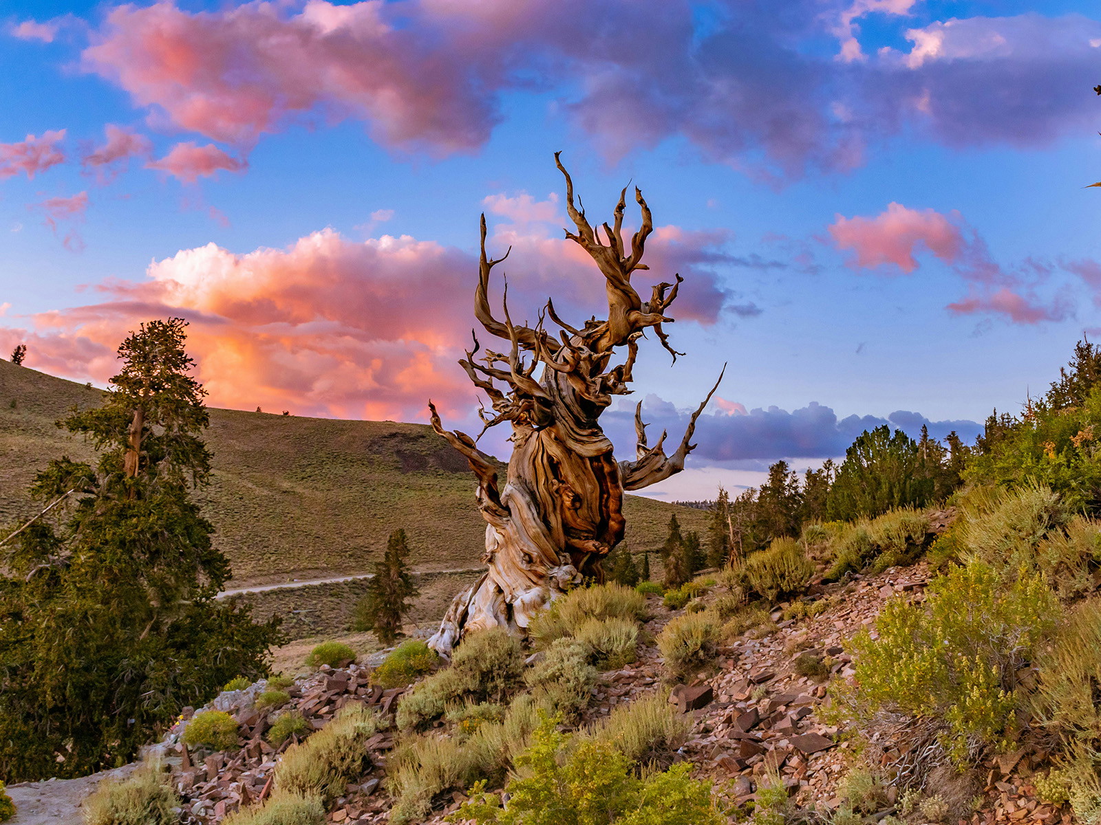 A Simulation of the 8,000-year Bristlecone Pine Dendrochronology Using Post-Flood Virtual Trees