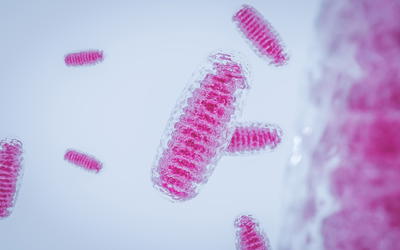 A Review of Mitoribosome Structure and Function Does not Support the Serial Endosymbiotic Theory